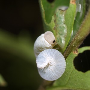 Macrophya falsifica