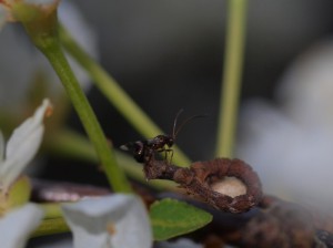 Ichneumonidae sp.