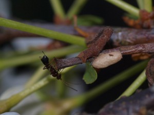 Ichneumonidae sp.