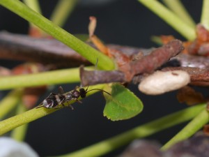 Ichneumonidae sp.