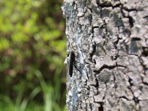 Tremex apicalis