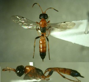 Ichneumonidae sp.