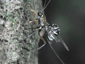 Epirhyssa sapporensis