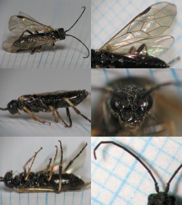 Tenthredinidae gen. sp.