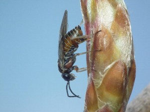 Tenthredinidae gen. sp.