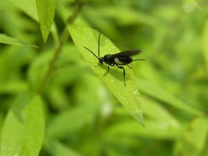 Braconidae gen. sp.