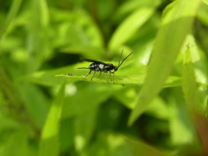 Braconidae gen. sp.