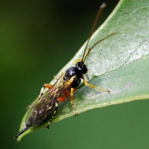 Ichneumonidae sp.