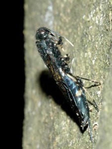 Tremex apicalis