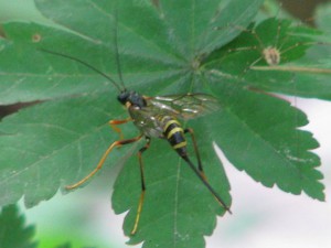 Ichneumonidae sp.