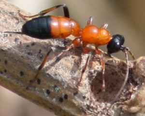 Ichneumonidae sp.