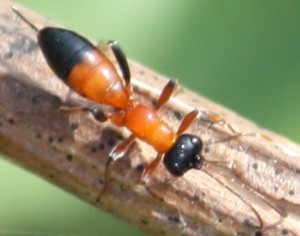 Ichneumonidae sp.