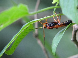 Ichneumonidae sp.