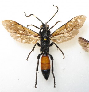 Ichneumonidae sp.