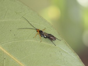 Braconidae gen. sp.