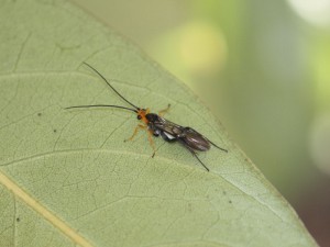 Braconidae gen. sp.