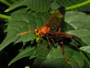 Quandrus pepsoides