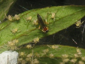 Zatypota sp.