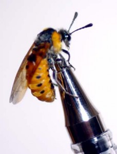 Agenocimbex jucunda