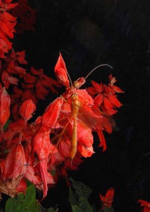 Netelia sp.