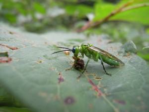 Tenthredinidae gen. sp.