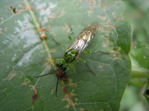 Tenthredinidae gen. sp.