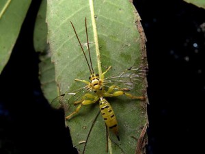 Xanthopimpla clavata