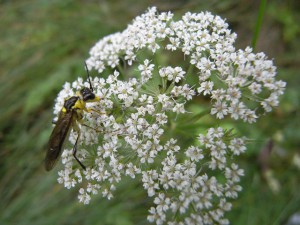 Tenthredinidae gen. sp.