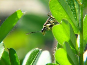 Pachyprotasis sp.