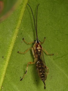 Zatypota sp.