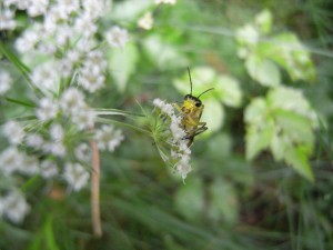 Tenthredinidae gen. sp.