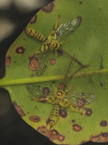 Xanthopimpla clavata