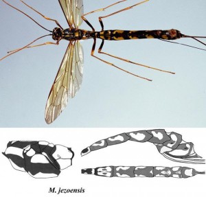 Megarhyssa jezoensis