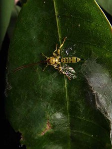 Xanthopimpla clavata