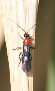 Braconidae gen. sp.