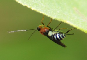 Braconidae gen. sp.