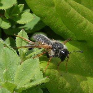 Trichiosoma lucorum