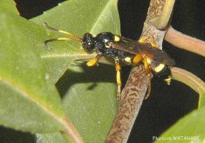 Ichneumonidae sp.