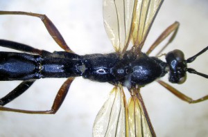 Dolichomitus sp.