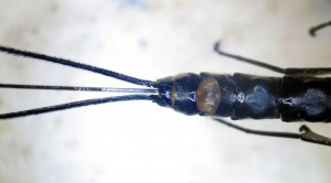 Dolichomitus sp.