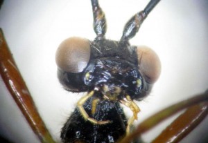 Dolichomitus sp.