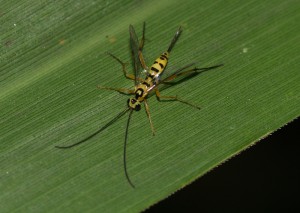 Ichneumonidae sp.