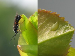 Tenthredinidae gen. sp.