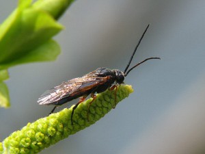 Tenthredinidae gen. sp.