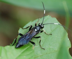 Ichneumonidae sp.