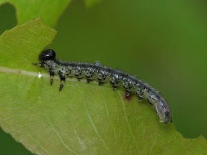 Tenthredinidae gen. sp.