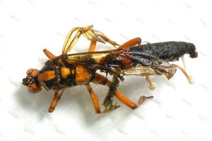 Eupalamus giganteus