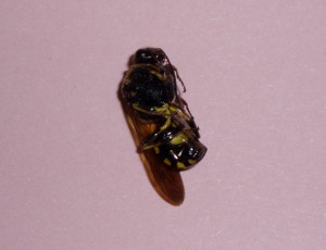 Bareogonalos yezoensis