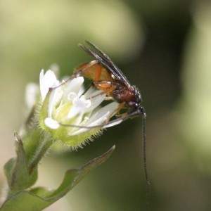 Braconidae gen. sp.