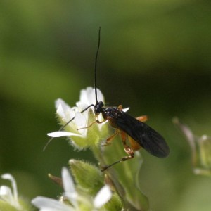 Braconidae gen. sp.